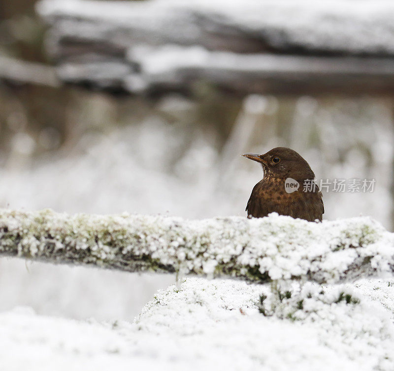 黑鸟(Turdus merula)冬季雌性